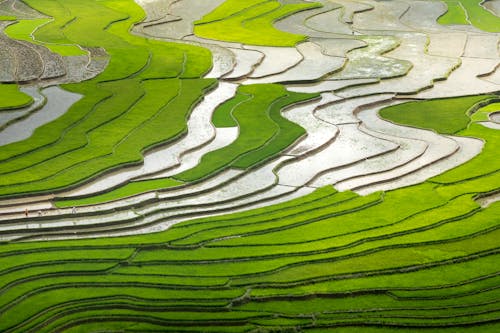 คลังภาพถ่ายฟรี ของ การเกษตร, จากข้างบน, นาข้าวขั้นบันได