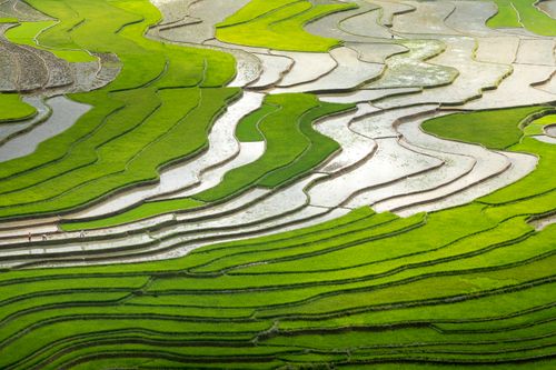 Free Stunning aerial view of vibrant green rice terraces in a rural landscape. Stock Photo