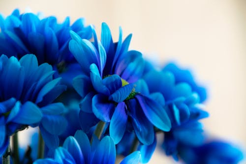 Blue Flowers 