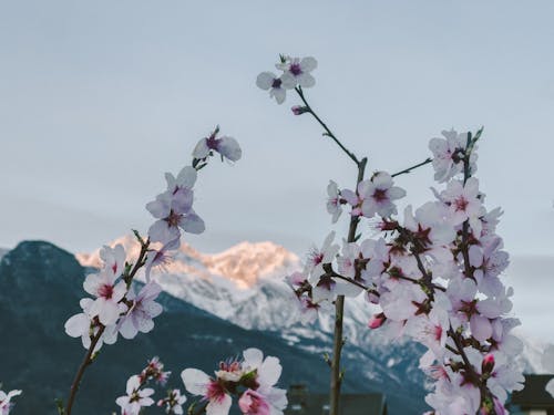 Darmowe zdjęcie z galerii z alpy, gigantyczne góry, kwiat wiśni