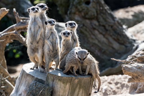 Foto profissional grátis de alerta, animais selvagens, animal