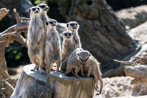 Free A family of meerkats standing alert on a tree stump in Dresden Zoo. Stock Photo