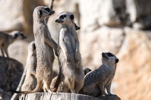 Free A charming scene of meerkats standing alert on a wooden platform under the sun. Stock Photo