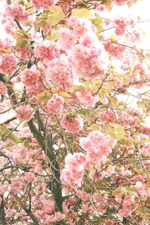 A pink tree with pink flowers in the background