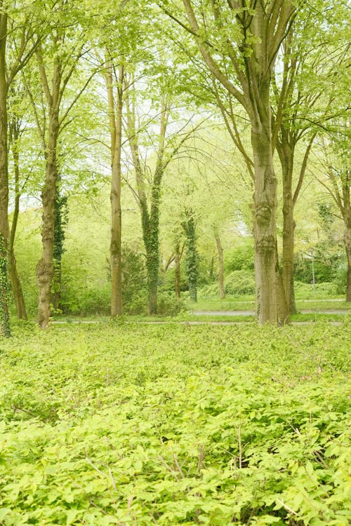 A park with trees and grass in the middle