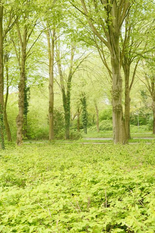 Free Lush green forest with tall trees and dense undergrowth in spring, offering a peaceful nature scene. Stock Photo