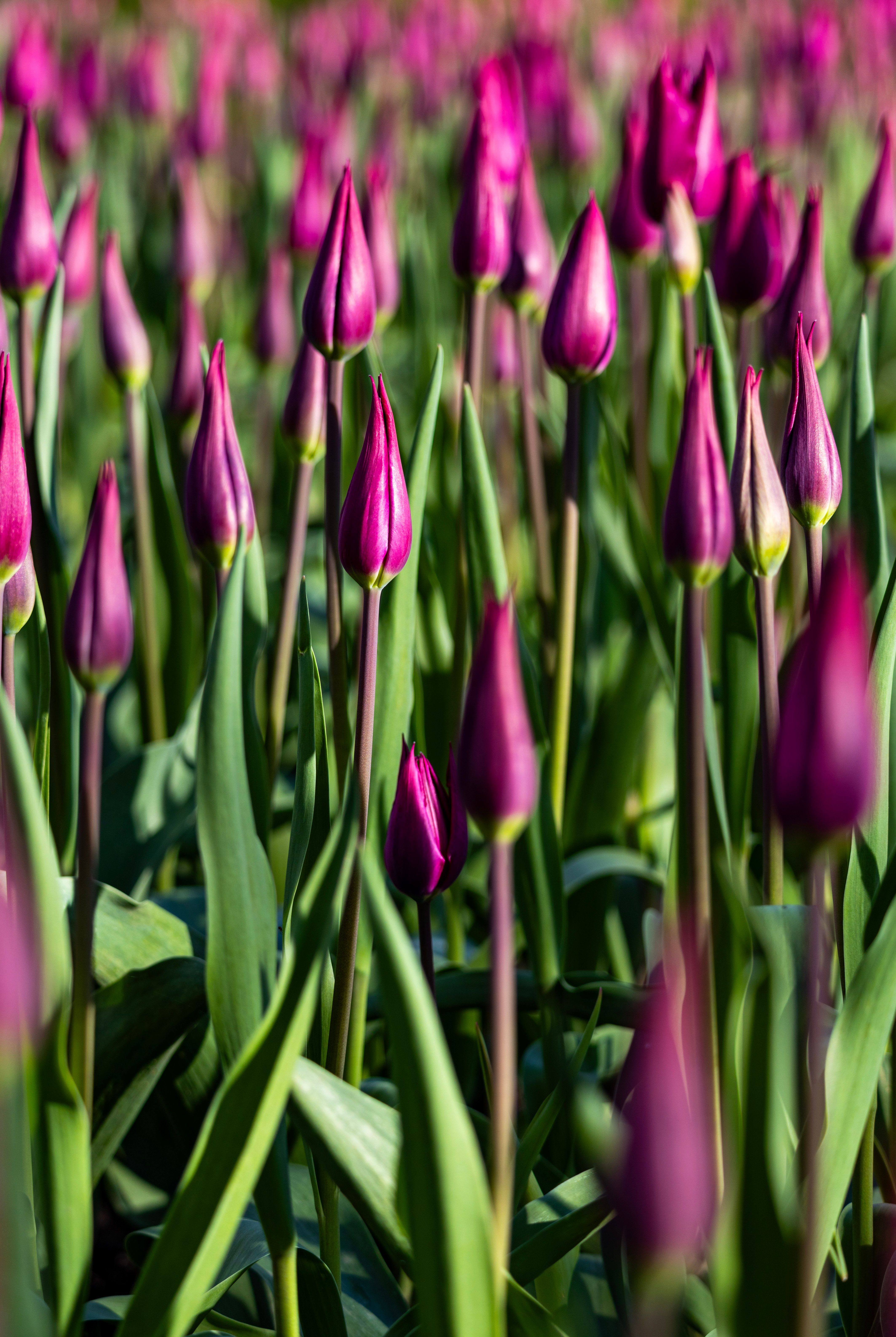 Pink Tulips on a Field · Free Stock Photo