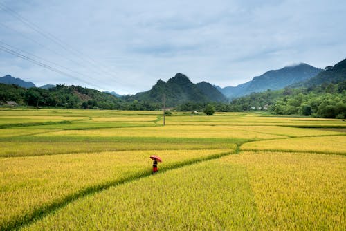 Person Standing On Green Grass Field