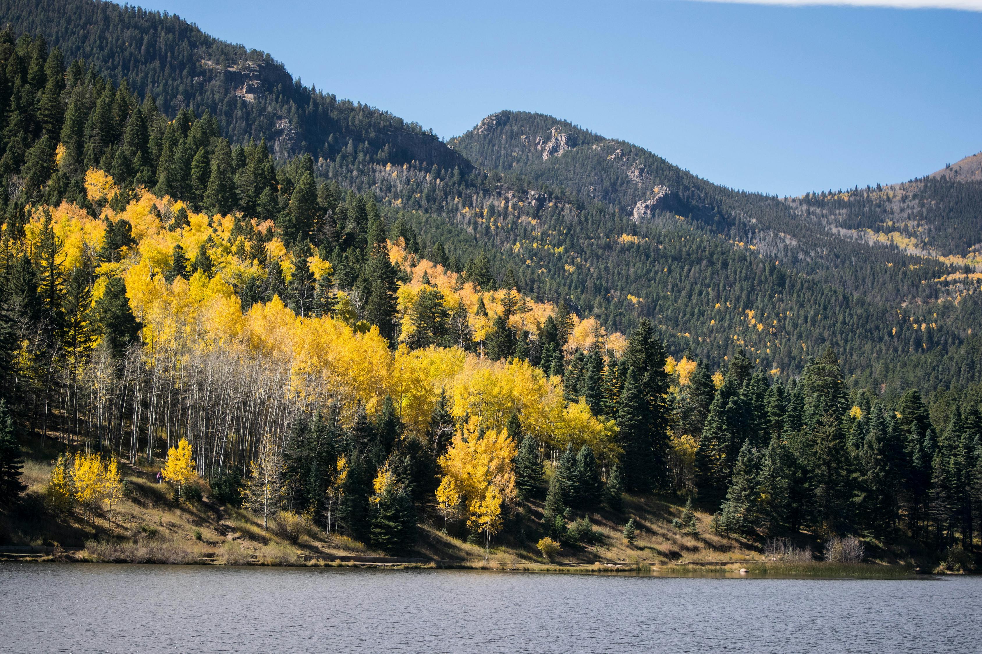 Free stock photo of aspen, aspen trees, colorado