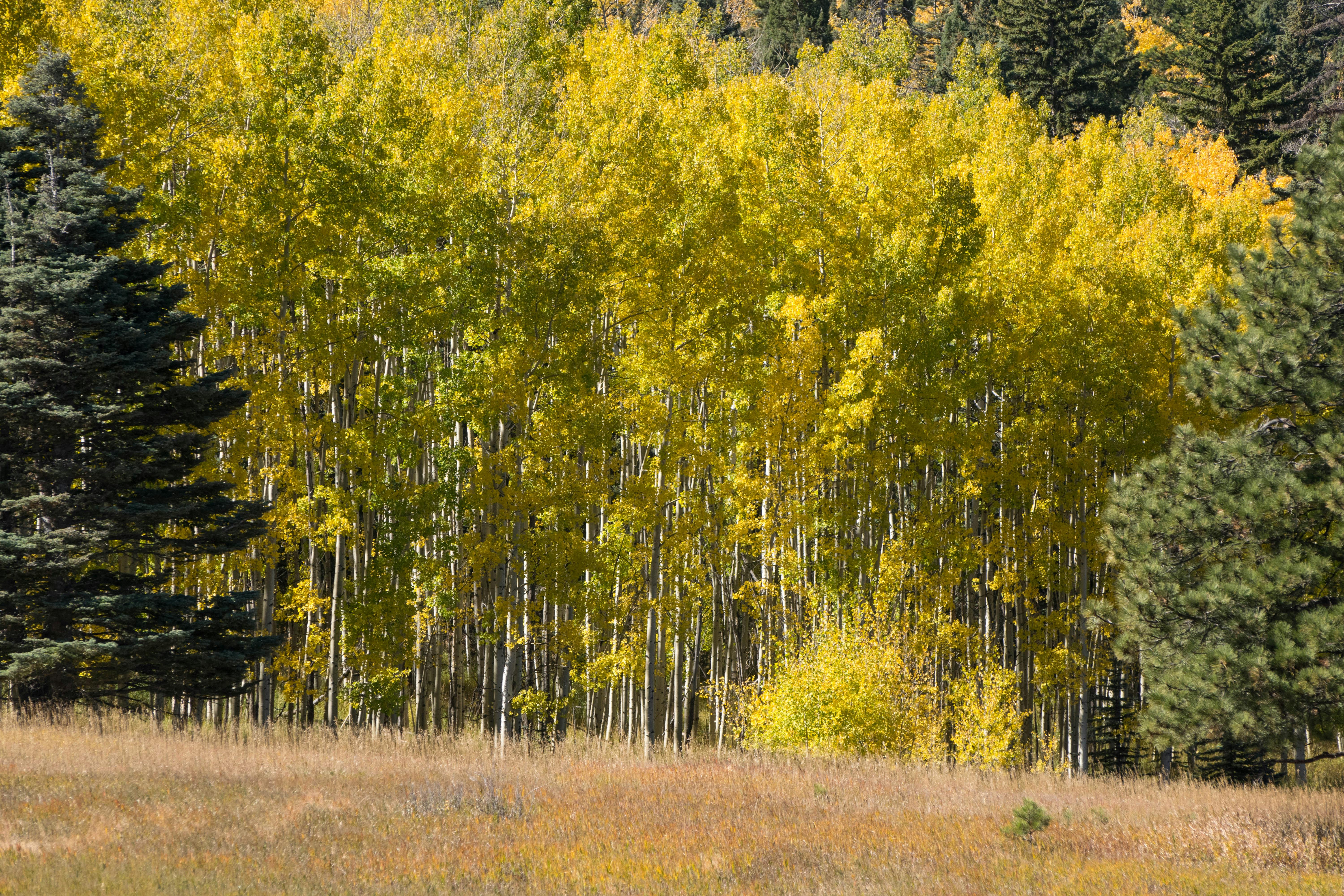 Free Stock Photo Of Aspen Trees Colorado Pine   Pexels Photo 217290 