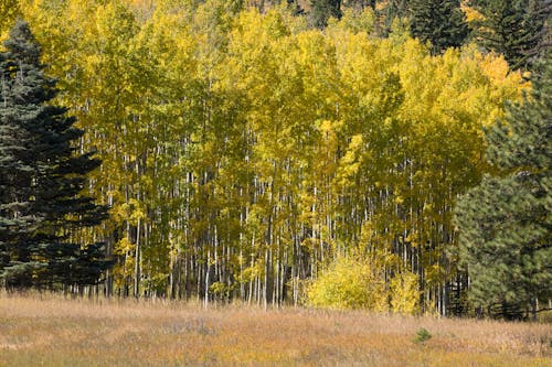 Základová fotografie zdarma na téma aspen stromy, borovice, colorado