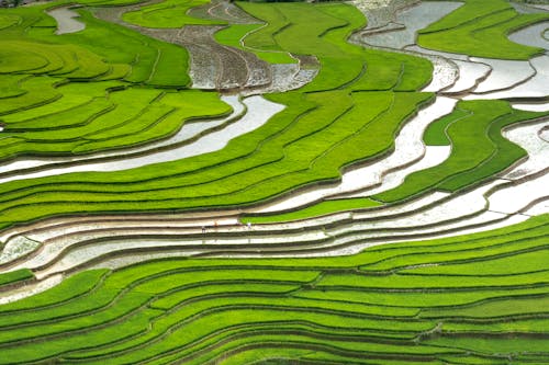 Rice Field