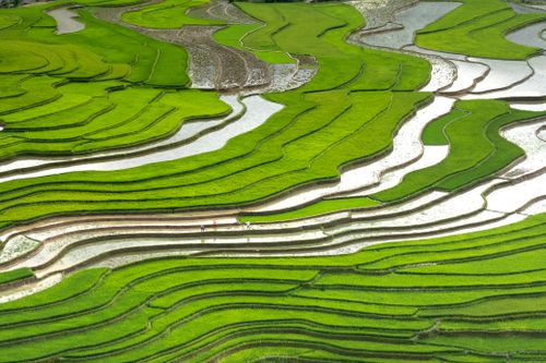 Free Aerial view of vibrant green rice terraces showcasing agricultural beauty and precision. Stock Photo