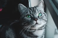 一只可爱的灰色虎斑猫，长着引人注目的绿眼睛，正坐在窗户附近