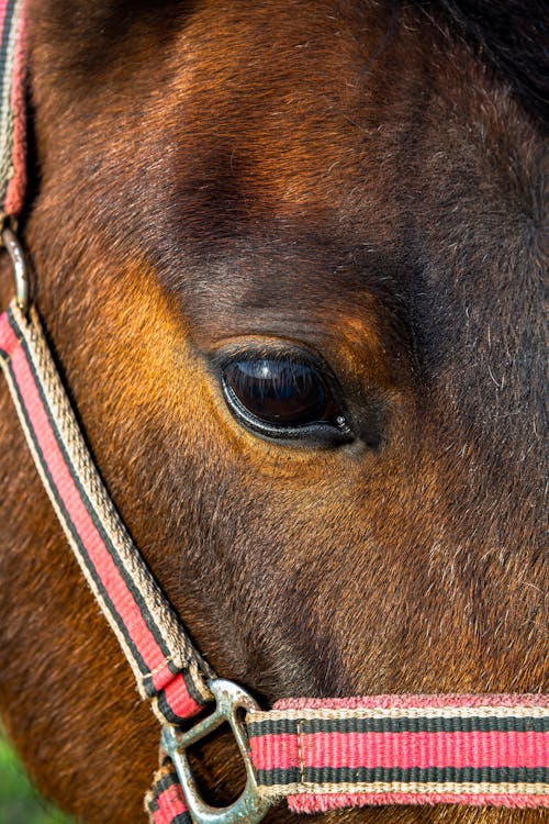 A close up of a horse's eye with a red and white striped halter