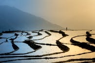 平静的日出映照着水稻梯田，一个孤独的身影矗立在地平线上