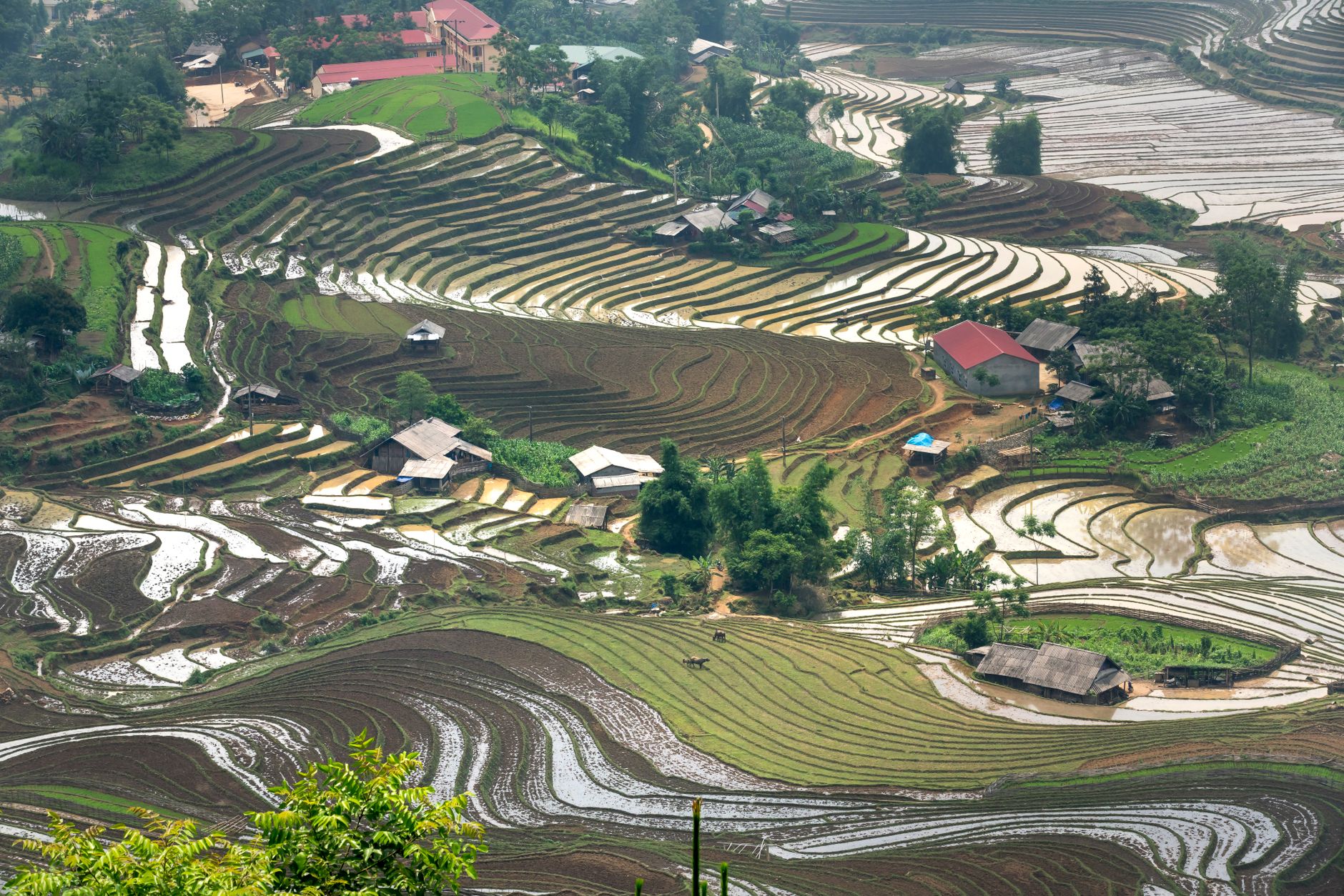 Rice Field Free Stock Photo rice-field-free-stock-photo