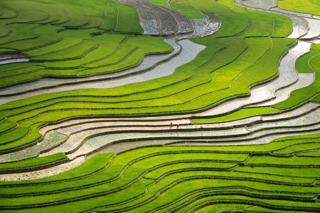 Зеленые рисовые террасы