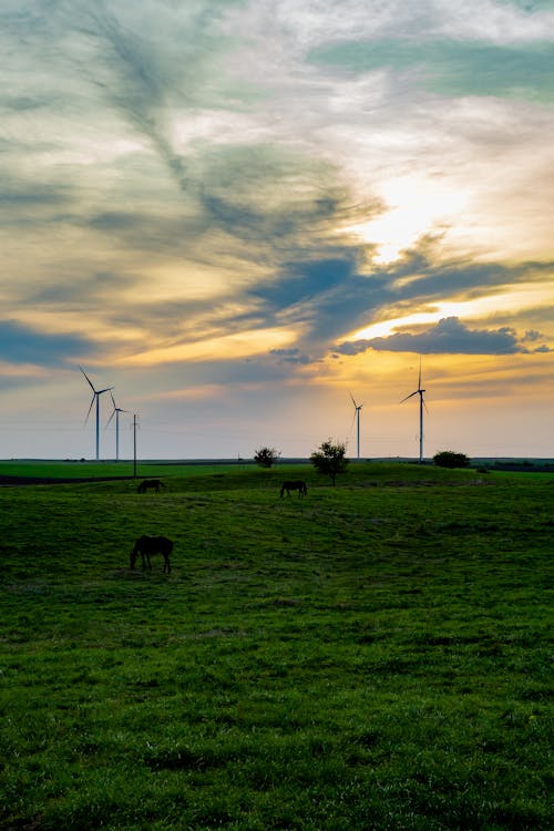 A herd of cows grazing in a field with wind turbines in the background