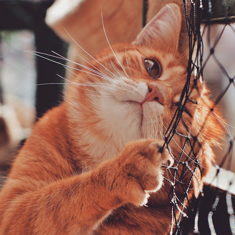 Оранжевый кот в фокусе фотографии