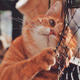 Ginger tabby cat, photo by Alexas Fotos on Pexels