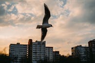 黄昏时分，一只海鸥优雅地掠过城市建筑，将自然与城市生活融为一体