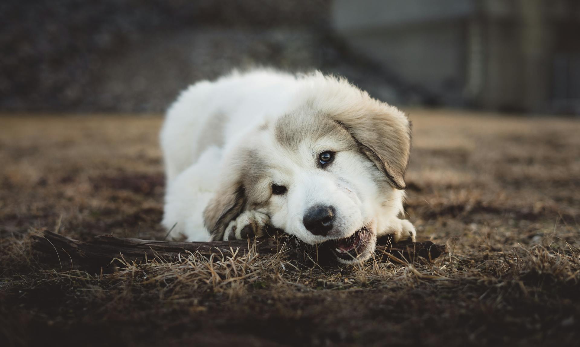 Foto van een langharige, witte en grijze pup