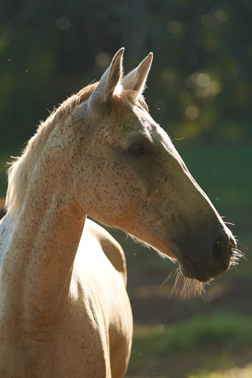Бесплатное стоковое фото с гваделупа, лошадь