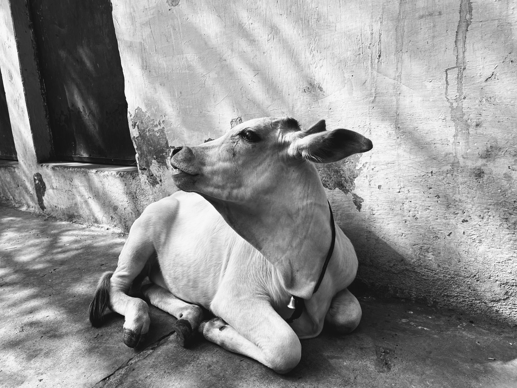 A cow undergoing diagnostic blood testing at a veterinary clinic