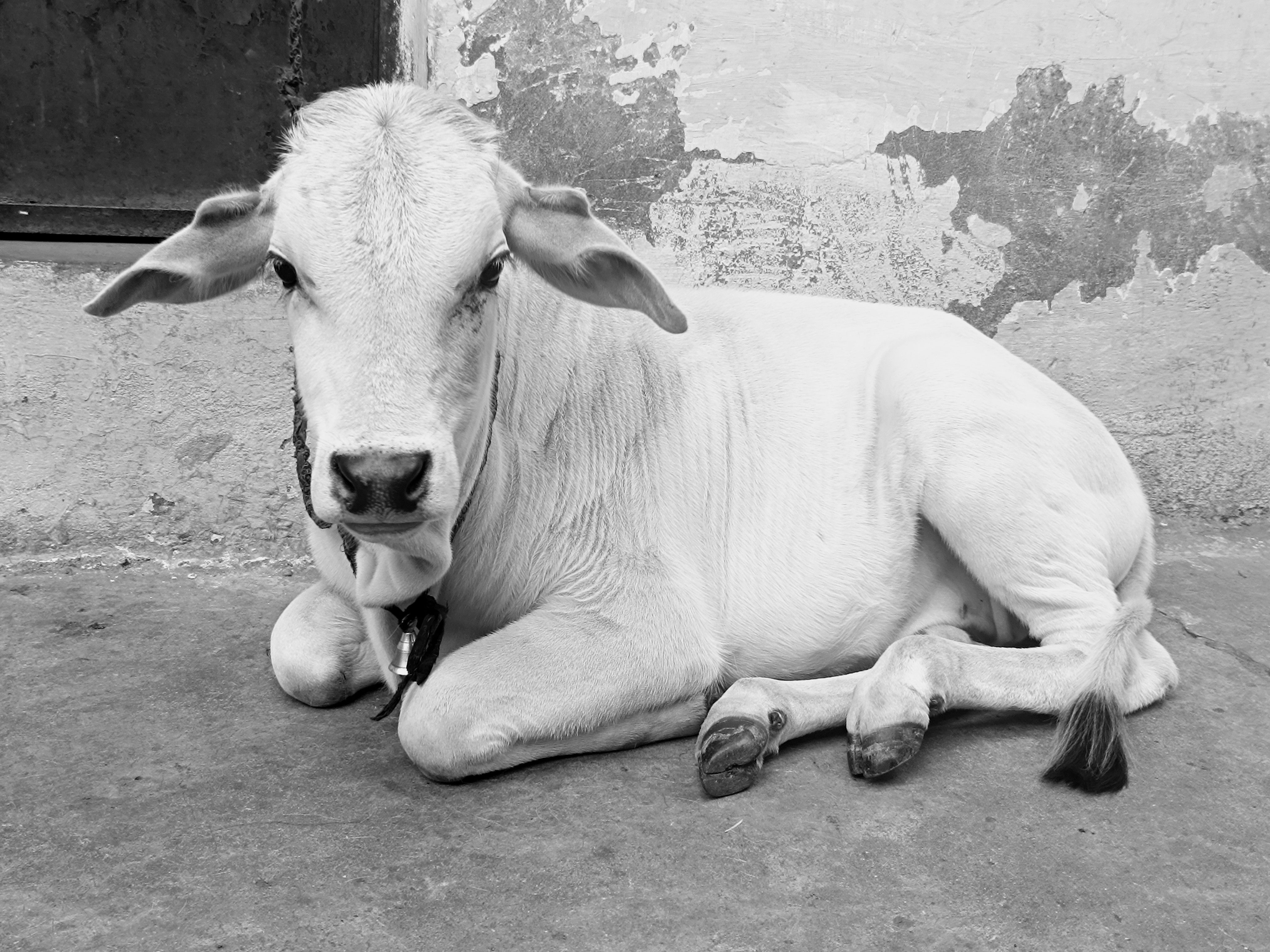 Cow Lying on Concrete on Farm · Free Stock Photo