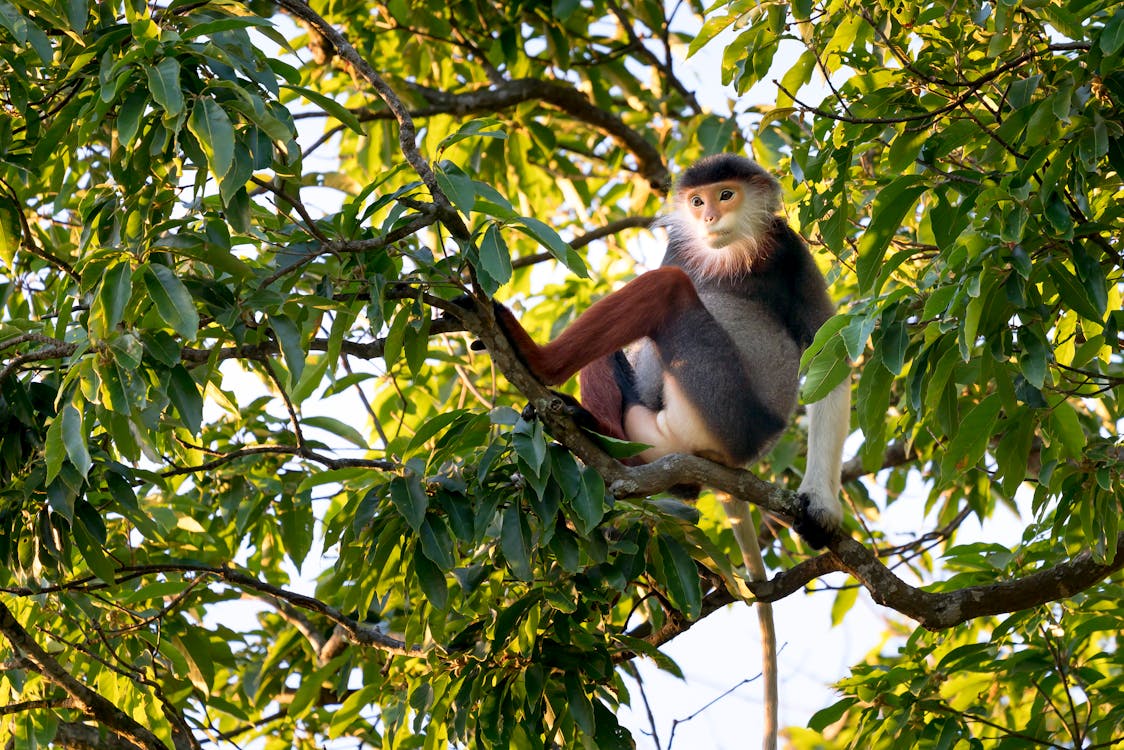 macaco fofo sentado na grama 9579100 Foto de stock no Vecteezy