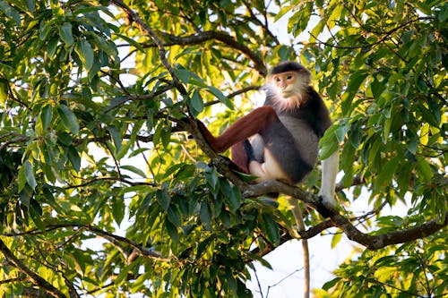Monkey Sitting on Tree Branch
