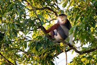 一只红腿豆叶猴在枝叶繁茂的绿荫间悠闲休憩