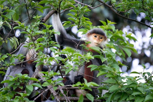 一只红腿豆叶猴好奇地透过热带森林郁郁葱葱的绿叶窥视