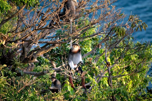 Monos En El árbol