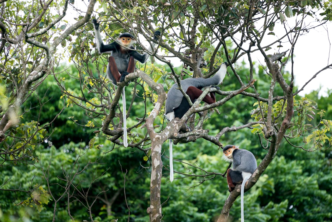 Free Three Monkeys on Tree Stock Photo