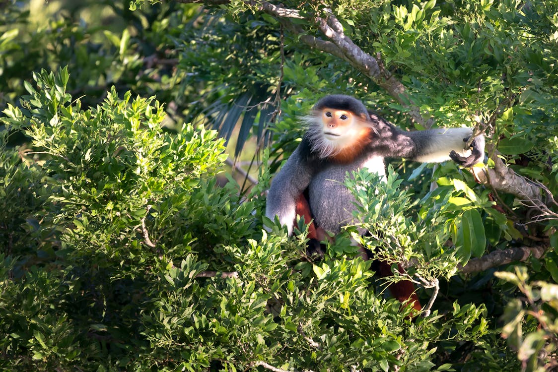 Monkey sitting on tree branch  free stock photo Monkey sitting on tree branch  free stock photo