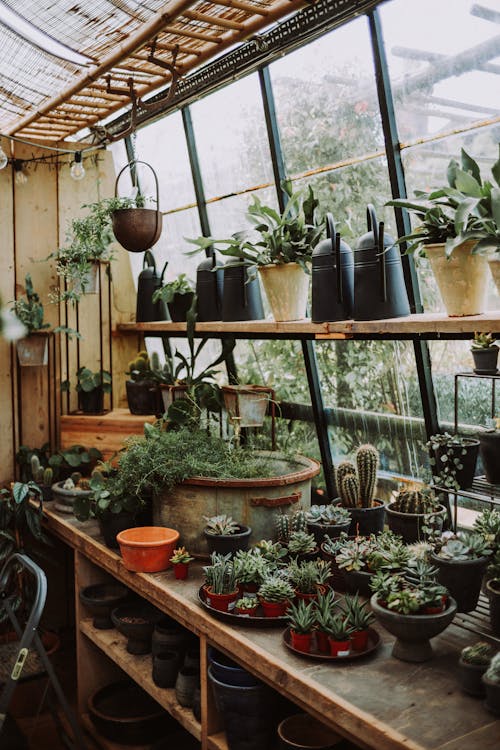 Plants in Flowerpots in Greenhouse