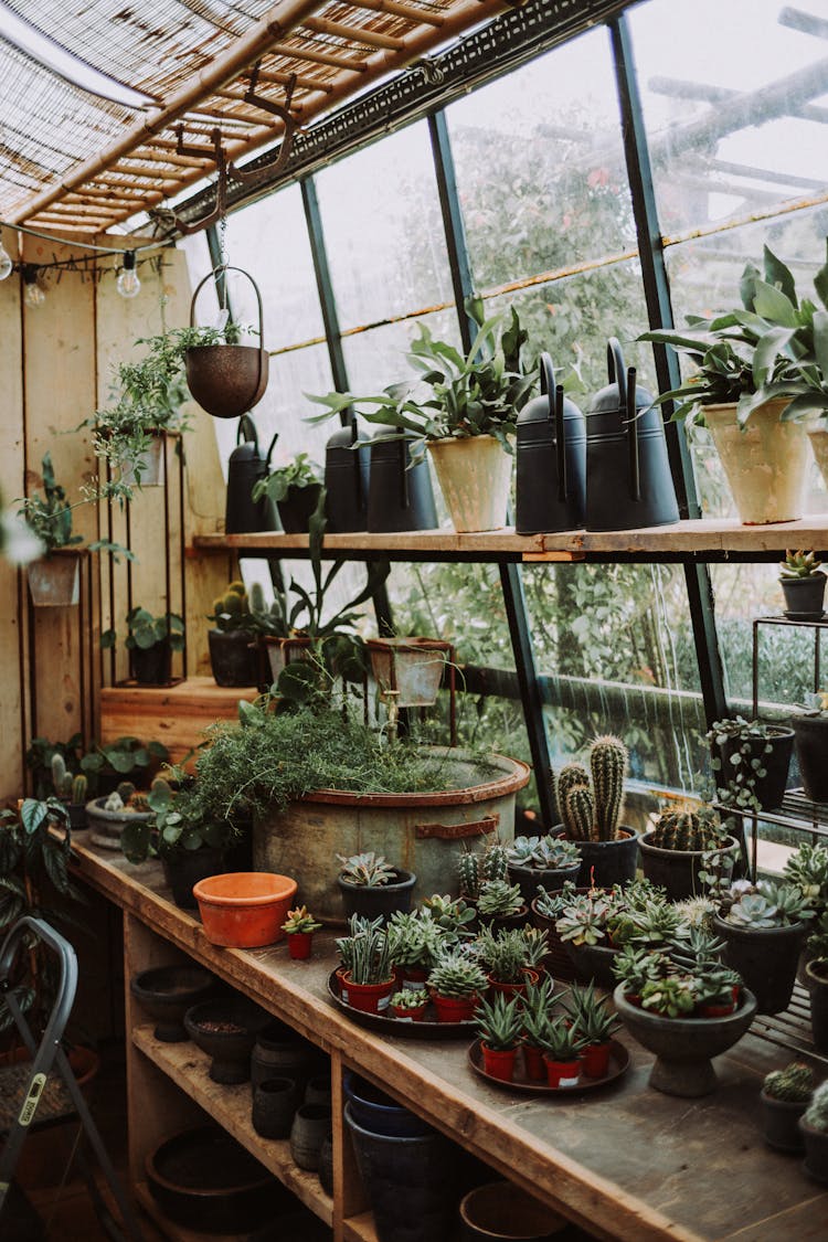 Plants In Flowerpots In Greenhouse