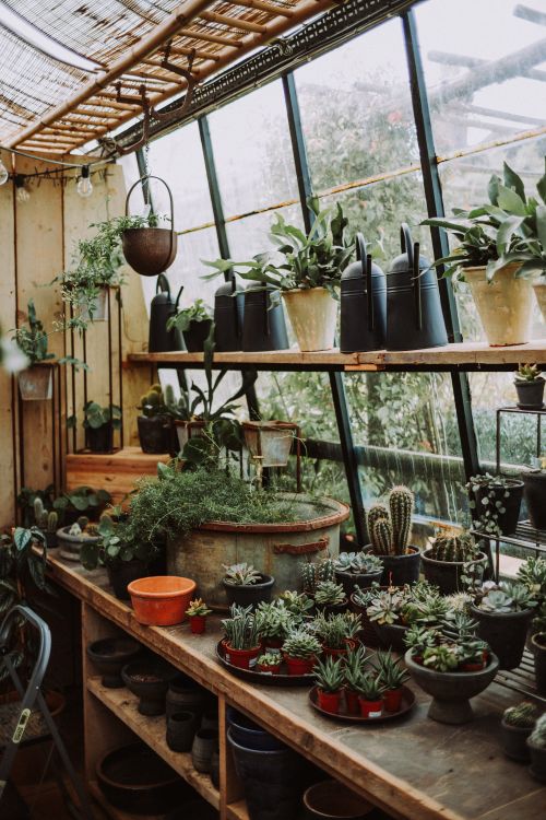 Free A cozy greenhouse filled with various potted plants and cacti on rustic shelves, perfect for gardening inspiration. Stock Photo