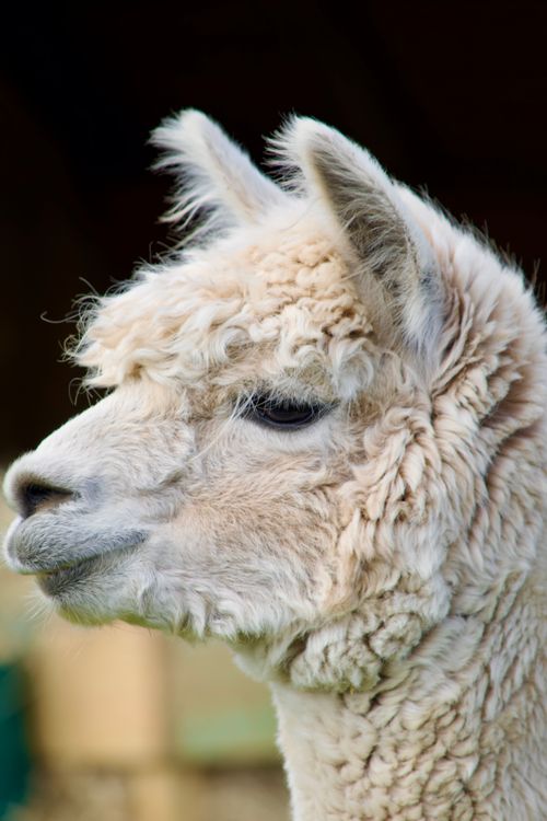 Close-up of Alpaca · Free Stock Photo