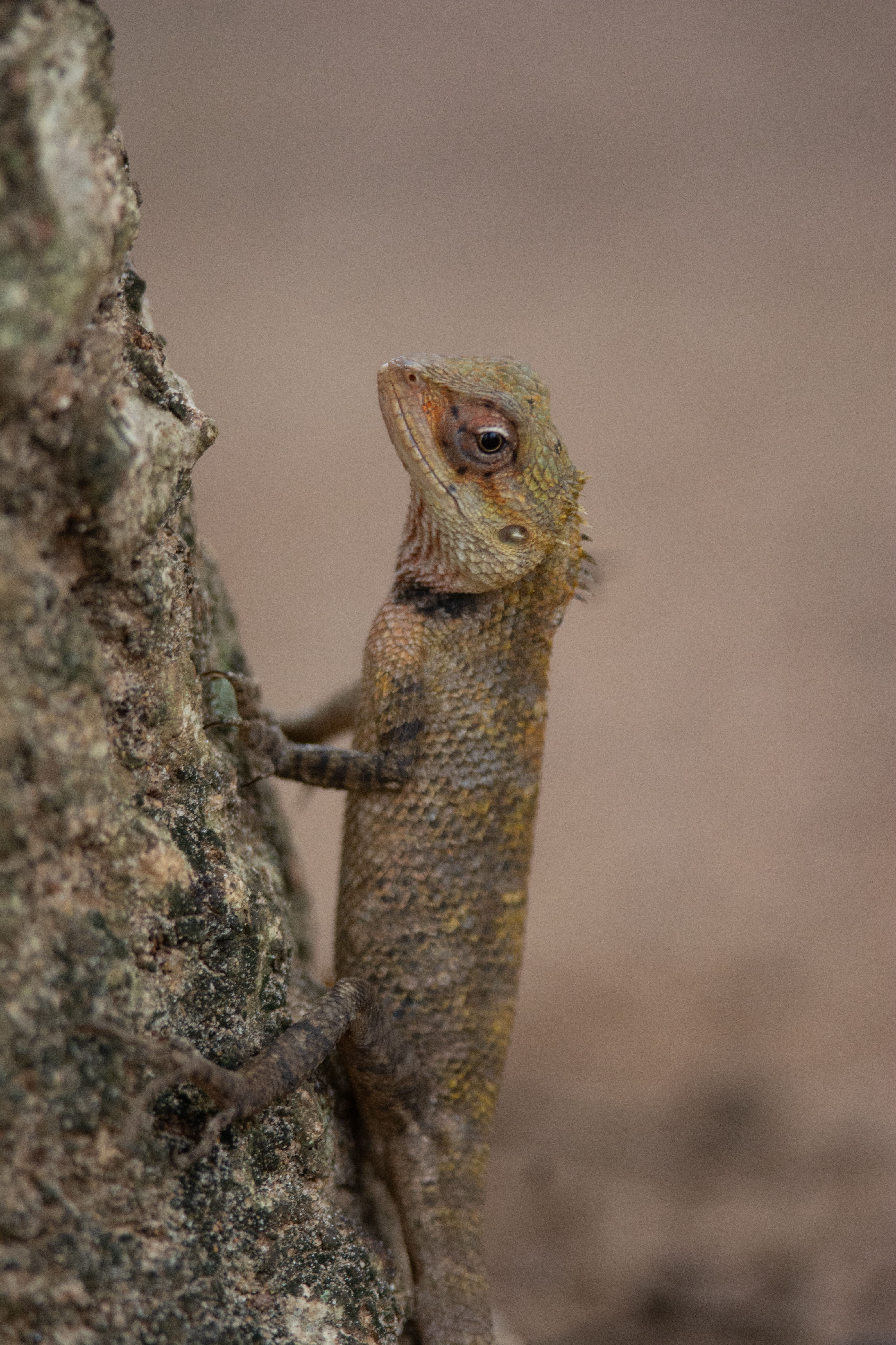 A close up of a lizard on a tree · Free Stock Photo