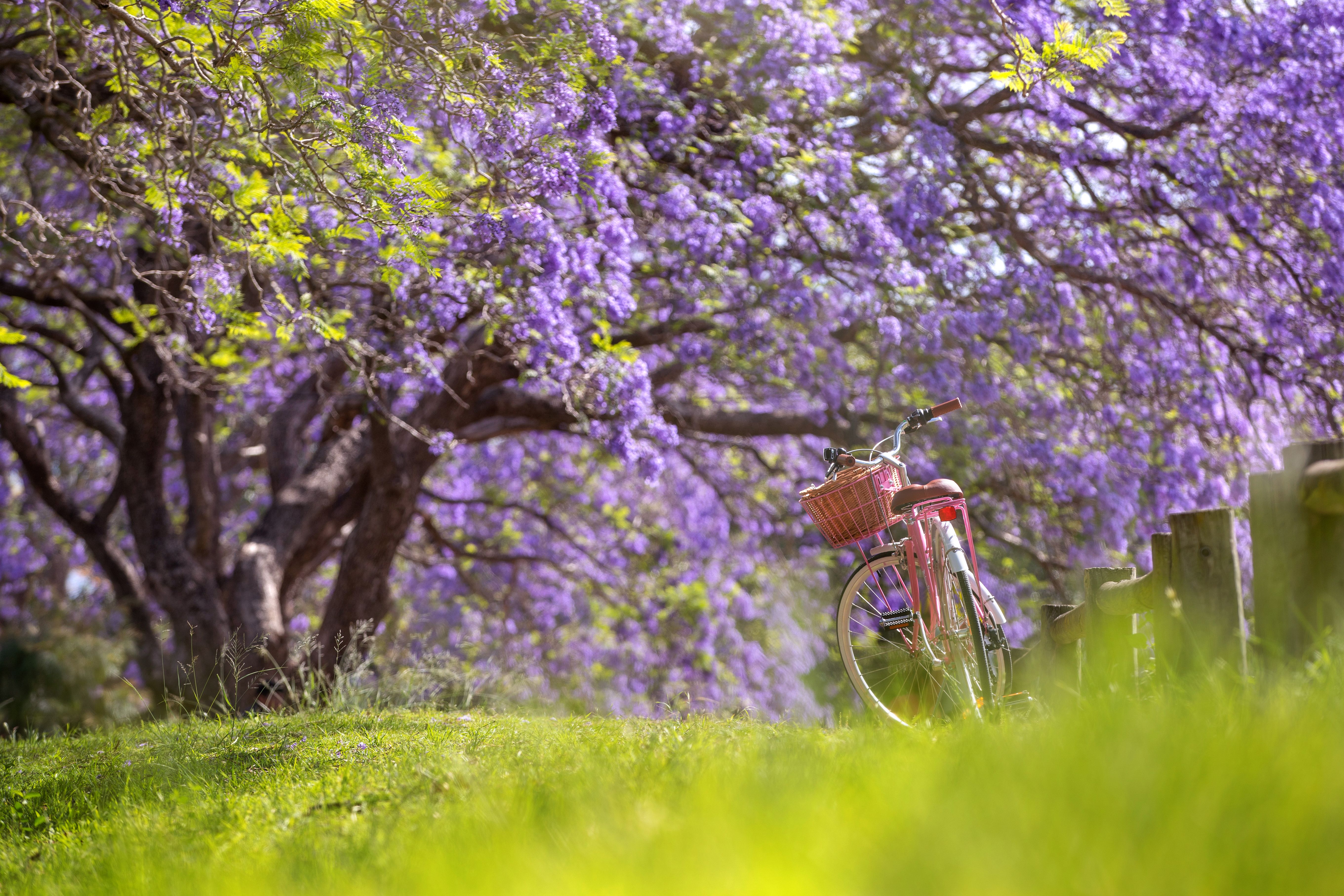 Sydney Forecast Predicts Unseasonably Warm Spring Following Mild Winter