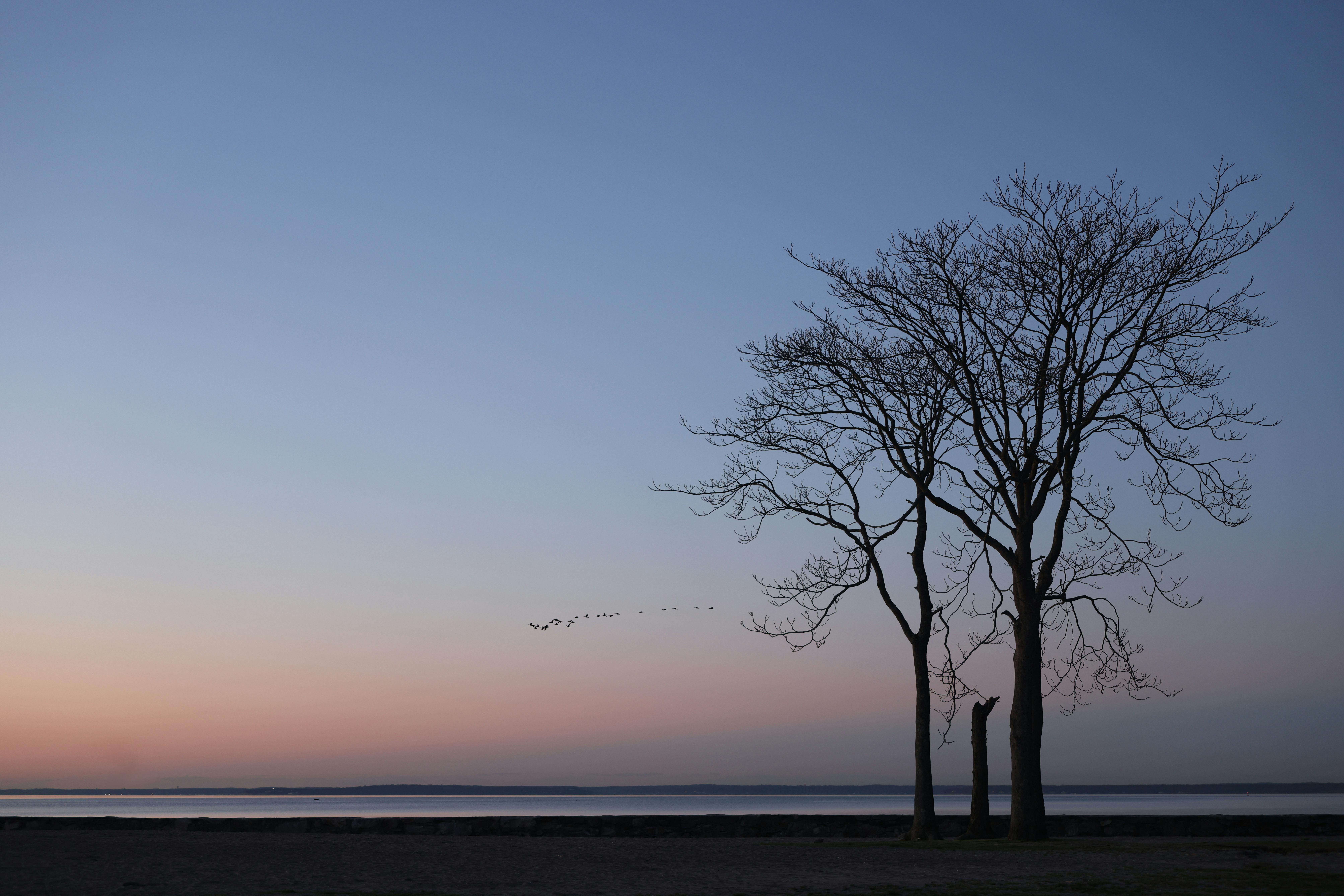 Serene view of barren trees at sunset in Cove Island Park, Stamford, CT.