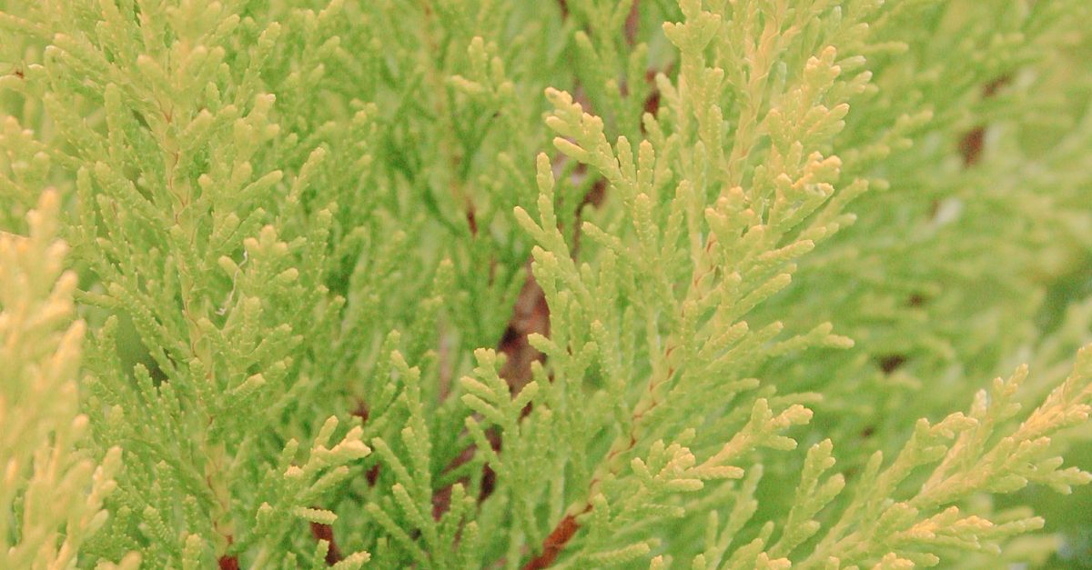 Bright Evergreen Foliage · Free Stock Photo