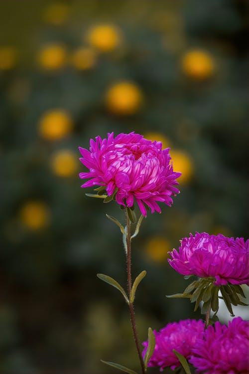 A pink flower with yellow flowers in the background