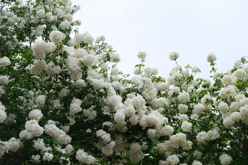 Free A lush Guelder Rose bush covered with abundant white blossoms, set against a clear sky. Stock Photo