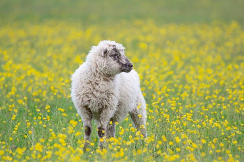 Photos gratuites de agriculture, animal, campagne