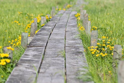 Close-up of a Narrow Boardwalk between Grass and Flowers