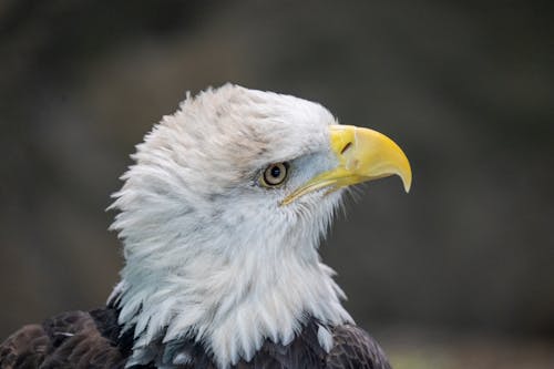A bald eagle with a long beak and yellow eyes